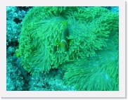 qPA060066 * 614 x 461 * (92KB)