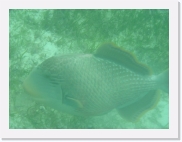 qPA080171 * 614 x 461 * (52KB)