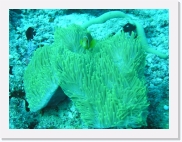 qpA060065 * 614 x 461 * (82KB)