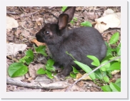 qz1 * 614 x 461 * (71KB)