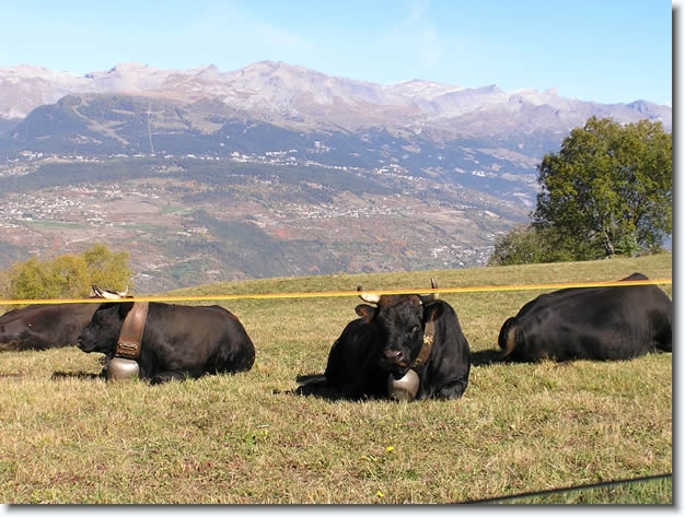 Diapositive suivante