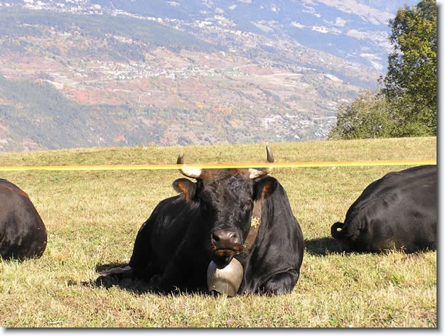 Diapositive suivante