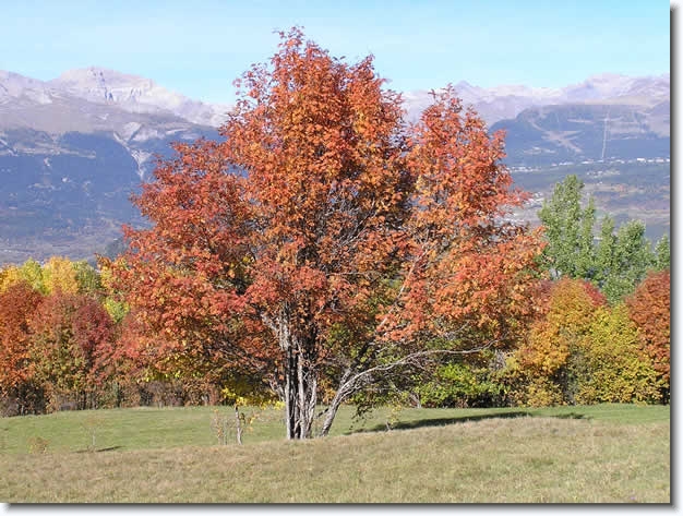 Diapositive suivante