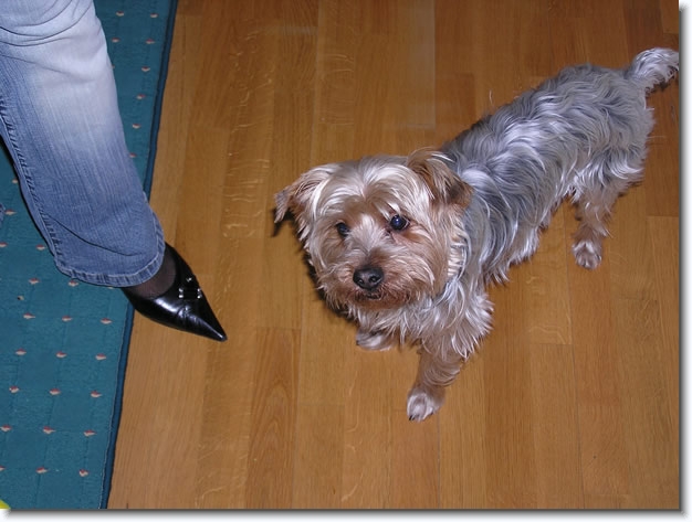 Diapositive suivante