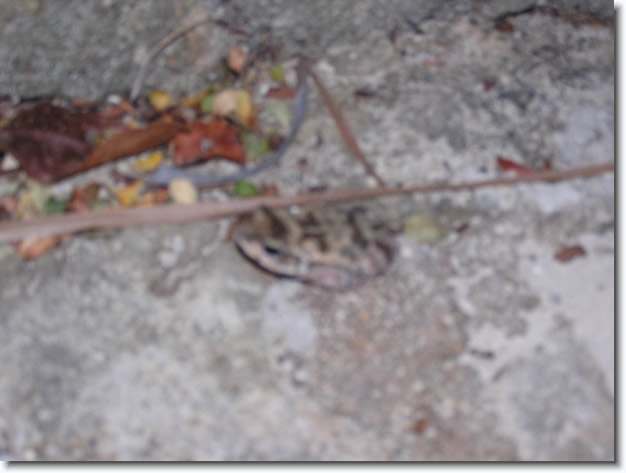 Diapositive suivante