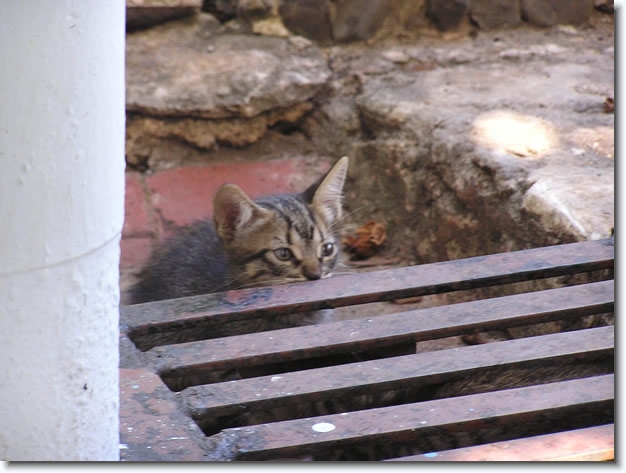 Diapositive suivante