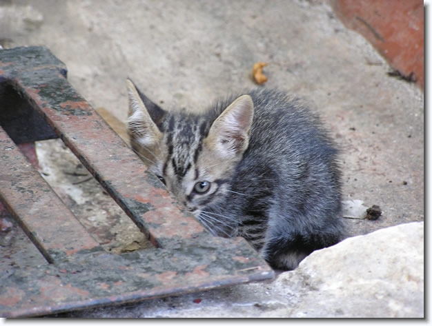 Diapositive suivante