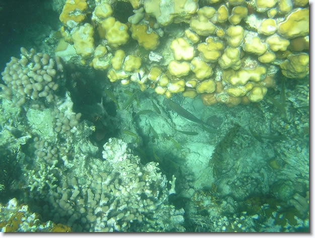 Diapositive suivante