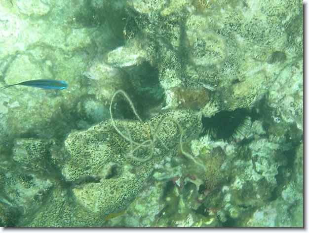 Diapositive suivante