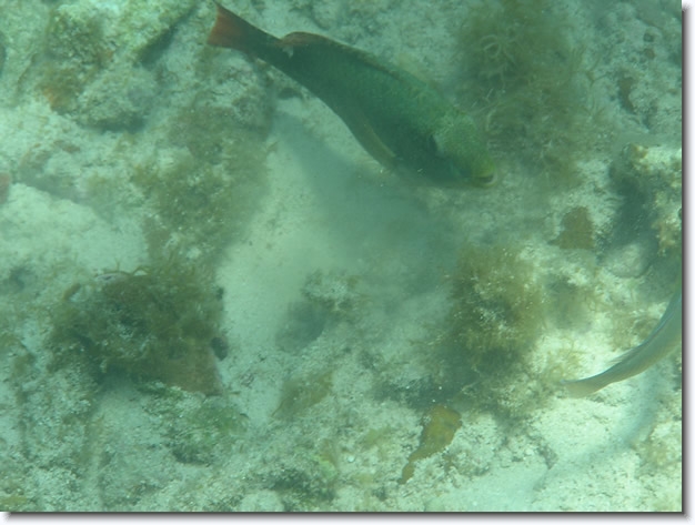 Diapositive suivante