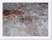 potesP4240313 * 614 x 461 * (43KB)