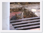 potesP4240326 * 614 x 461 * (57KB)