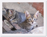 potesP4240328 * 614 x 461 * (59KB)