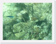 sortiecatP4210176 * 614 x 461 * (79KB)