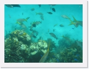 sortiecatP4210180 * 614 x 461 * (62KB)