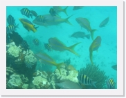 sortiecatP4210181 * 614 x 461 * (59KB)