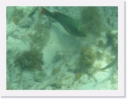 sortiecatP4210183 * 614 x 461 * (66KB)