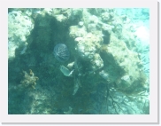 sortiecatP4210186 * 614 x 461 * (63KB)