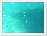 sortiecatP4210196 * 614 x 461 * (49KB)