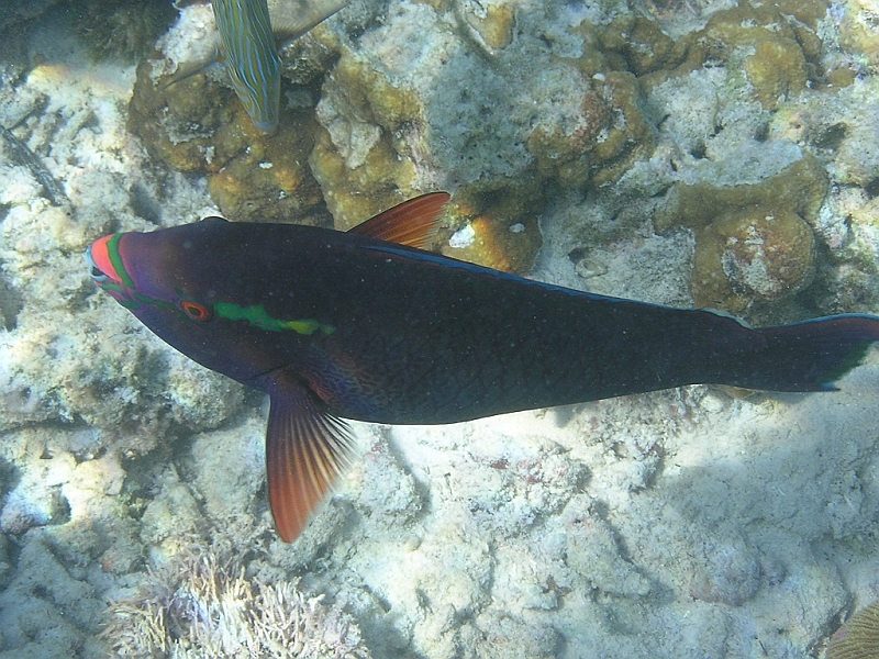 Aquarium052.JPG