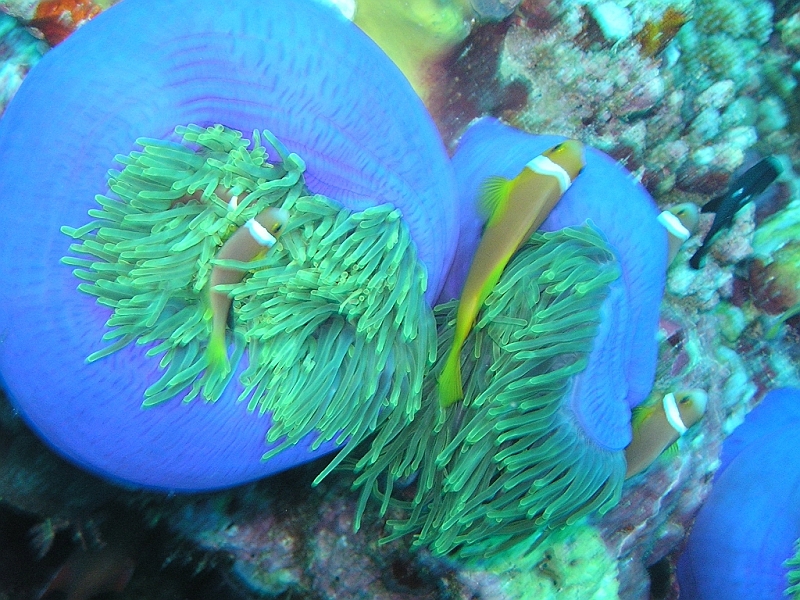 Aquarium092.JPG