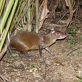 agouti